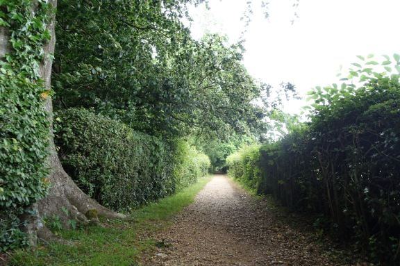 Darwin's Sandwalk at Down House